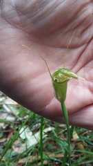 Pterostylis obtusa