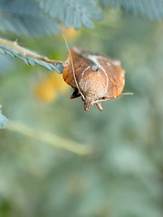 Arachnographa micrastrella