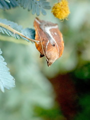 Arachnographa micrastrella