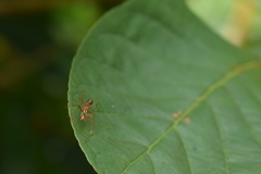 Myrmarachne assimilis