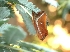 Arachnographa micrastrella