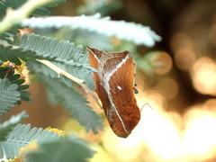 Arachnographa micrastrella
