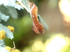 Arachnographa micrastrella