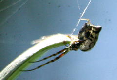Leucauge medjensis