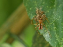 Myrmarachne assimilis