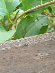 Crematogaster matsumurai