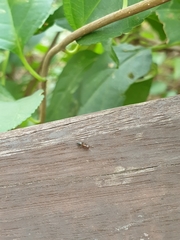 Crematogaster matsumurai