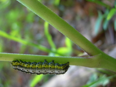 Euchalcia variabilis