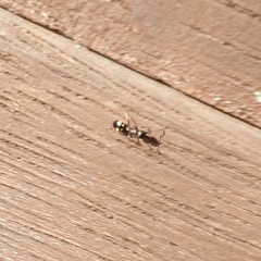 Dolichoderus sibiricus