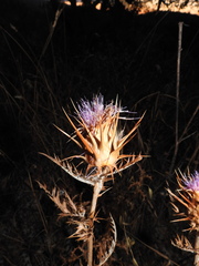 Cynara algarbiensis