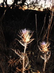 Cynara algarbiensis