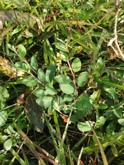 Cotoneaster uniflorus