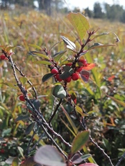 Cotoneaster uniflorus