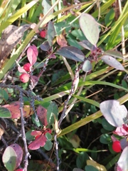 Cotoneaster uniflorus
