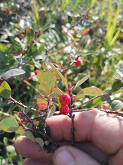 Cotoneaster uniflorus