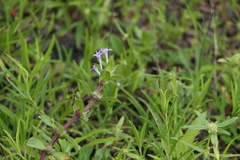 Spermacoce articularis