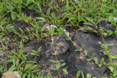 Spermacoce articularis