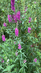 Lythrum salicaria