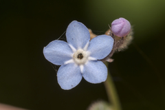 Myosotis decumbens