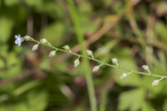 Myosotis decumbens