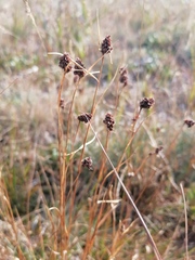 Luzula multiflora sibirica