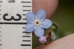 Myosotis decumbens