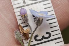 Myosotis decumbens