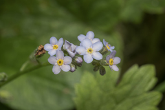 Myosotis decumbens
