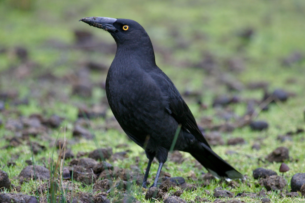 Black Currawong photo