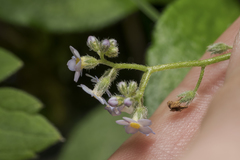 Myosotis decumbens