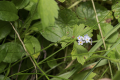 Myosotis decumbens