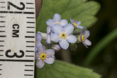 Myosotis decumbens