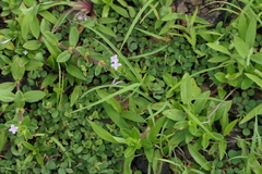 Spermacoce articularis