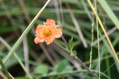 Geum coccineum