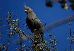 Corythaixoides concolor bechuanae