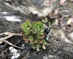 Sedum sekiteiense