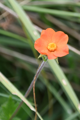 Geum coccineum