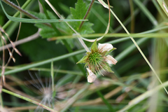 Geum coccineum