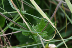 Geum coccineum