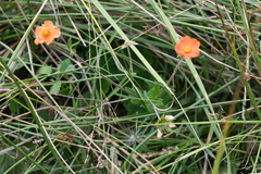 Geum coccineum