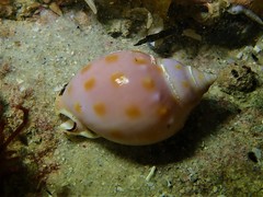 Semicassis paucirugis