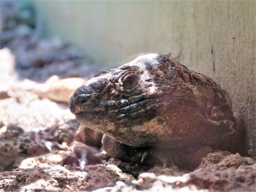 El Hierro Giant Lizard