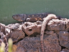 Gallotia simonyi