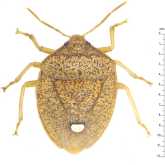 Hippotiscus scutellatus