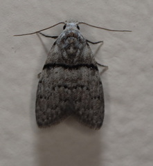 Nola pygmaeodes