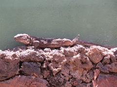 Gallotia simonyi