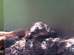 Gallotia simonyi