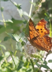 Polygonia egea