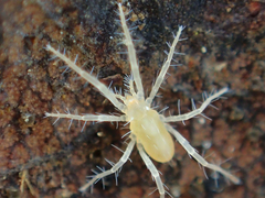 Eupodoidea
