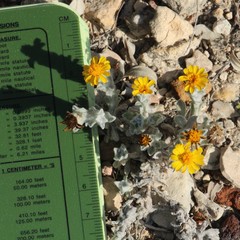 Thymophylla micropoides